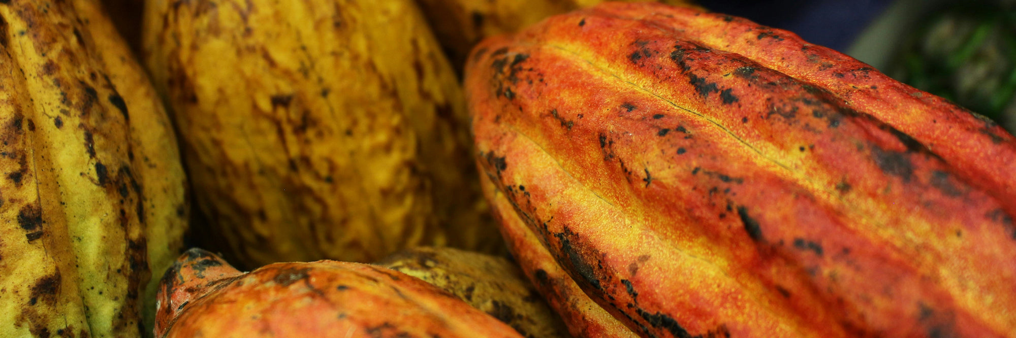 <b>Extrait de Cacao Bio</b>