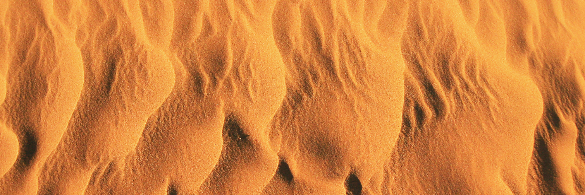 <b>Curcuma fermenté</b>