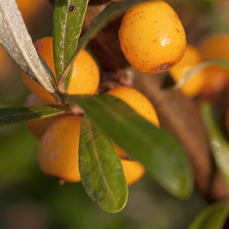 [BAIE D’ARGOUSIER + PRÉBIOTIQUE INULINE] : [[Un duo d'ingrédients stars]]