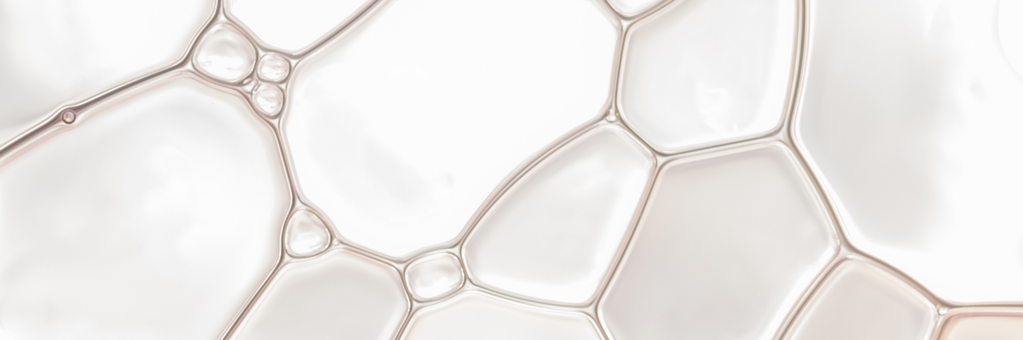 <b>Céramides</b>