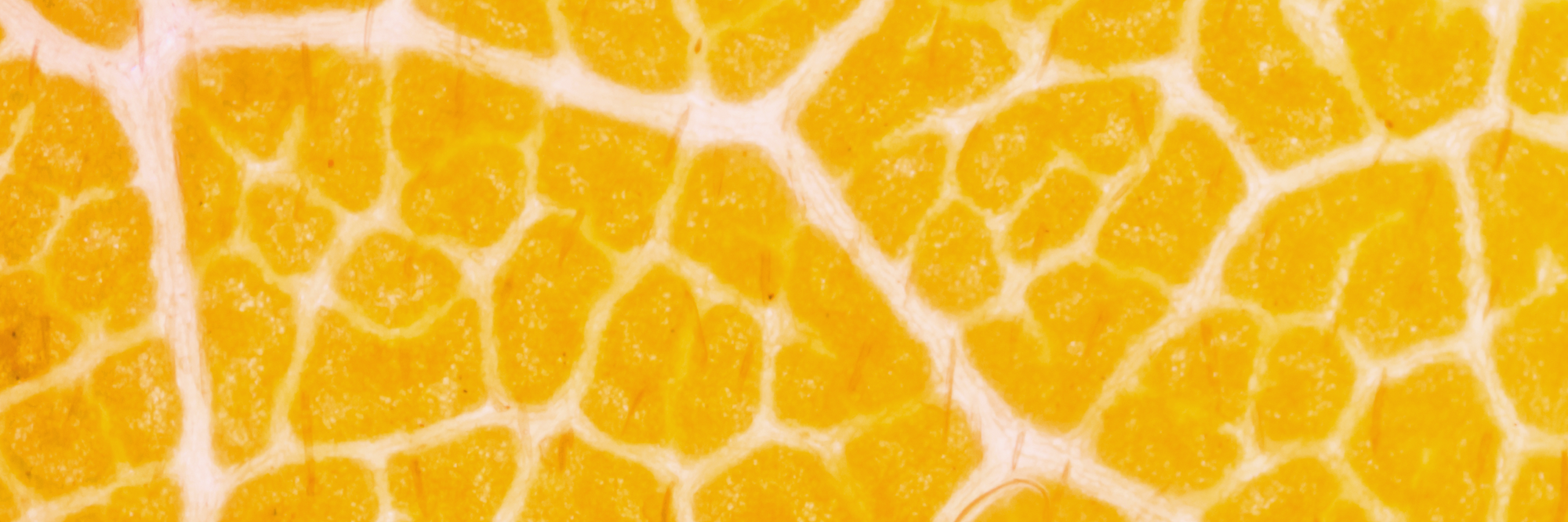 <b>Vitamine C</b>